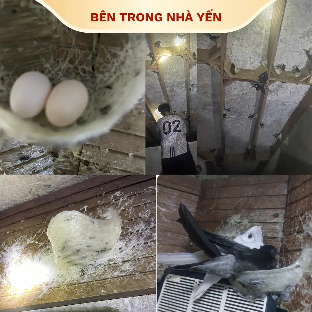 Yen Sao
